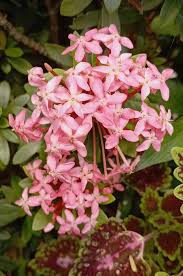Image result for Ixora nana