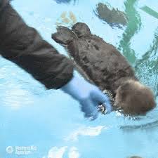 Cat and dog, group of dogs and kitten looking up. 6579 Animal Gifs Gif Abyss Page 97