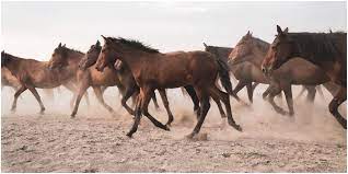 How Far Can A Horse Travel In A Day