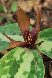 Image result for Rastrophyllum pinnatipartitum