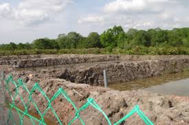 Cara Berternak Lele Di Kolam Tanah Yang Menguntungkan