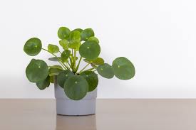 Are you searching for money plant png images or vector? The Feng Shui Money Plant And How To Place One