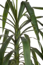 Image result for Malvaceae subfamily Bombacoideae