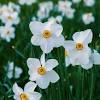 Meaning of the october birth flower: 3