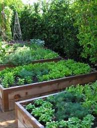 Forced To Wrong Size 173x228 Natural Is 325x429 Raised Garden Beds Diy Vegetables Vegetable Garden Planning Garden Planning