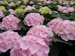 We did not find results for: Dutch Flower Export Florca