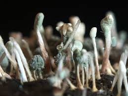 Image result for Porodisculus pendulus