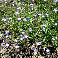 Image result for Lobelia flaccida