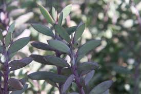 Image result for Senecio