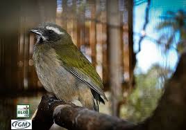 Canto De Trinca Ferro Bom Dia Seu Chico Com Boi Titulo Trinca Ferro Verdadeiro Nick Odontob Animals Bird Cubs