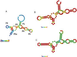 A General Secondary Structure Of Tpp Riboswitch In Rfam Download Scientific Diagram