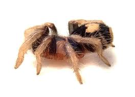 Children are keener on looking after their. Trinidad Dwarf Tiger Tarantula Cyriocosmus Elegans Caresheet Josh S Frogs How To Guides Josh S Frogs How To Guides