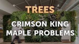 Check spelling or type a new query. Crimson King Maple Problems Youtube