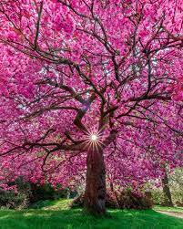 London Photographer Uk On Instagram Peekaboo Through The Beautiful Cherry Blossoms Branches In London Nature Nature Photography Landscape