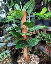 Bismillah Srigading Garden Trees Plants Instagram