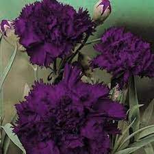 Photo Of The Bloom Of Hardy Carnation Dianthus Caryophyllus King Of The Blacks Posted By Vic All Things P Hortensias Flores Mais Populares Flores Naturais