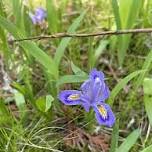 WDNR: Rare Plant Monitoring Training
