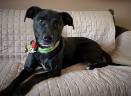 Maybe you would like to learn more about one of these? Dog For Adoption Micki Good Girl A Black Labrador Retriever American Staffordshire Terrier Mix In Shell Lake Wi Petfinder