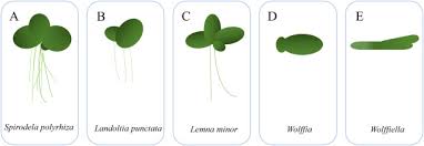 Image result for Wolffiella repanda