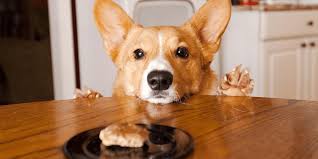 Nu tb sa iti dea voie dr sa faci copro mergi la un lab privat.nu costa mai mult de 7 lei.mai vb, daca vrei. MancÄƒruri Cu Care Nu Ar Trebui NiciodatÄƒ SÄƒ IÈ›i HrÄƒneÈ™ti Cainele TÄƒramul Animalelor