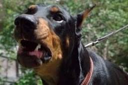 When el diablo mysteriously disappears with a growl after just being. Famous Dobermans In Movies And Television The Complete List Doberman Planet