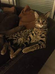 Pin De Yla930 En Savannah F1 Serval Gatos Felinos