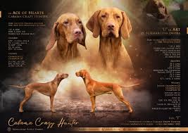 Image result for maďarský krátkosrstý ohař