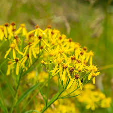 Image result for Senecio aetfatensis