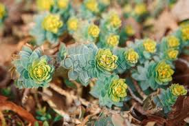 We did not find results for: Group Of Many Beautiful Small Green Yellow Succulents Cactus On Stock Photo Crushpixel
