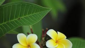 Choose from 260000+ high definition flowers material graphic resources and download in the form of png, eps, ai or psd. Plumeria Frangipani Flowers White Yellow Petals Panning Panoramic High Definition Video By C 104paul Stock Footage 198304486