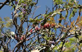 Image result for Tapinanthus