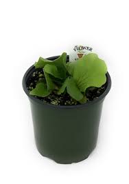 Image result for Platycerium elephantotis