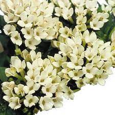 Bouvardia White Flower Fiftyflowers Com Wholesale Flowers Flower Guide Types Of Flowers