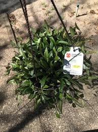 Maybe you would like to learn more about one of these? Hoya Lacunosa Royal Flush Lowes Ocala Fl Plantwatch