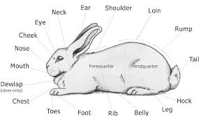 External Anatomy Of A Rabbit Rabbit Anatomy Show Rabbits