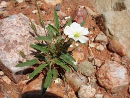 Image result for Monsonia burkeana