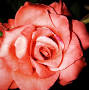 Profile Picture of Denise Miranda Obituary - Sumter, SC (@ecsfuneralhome.com) on Google