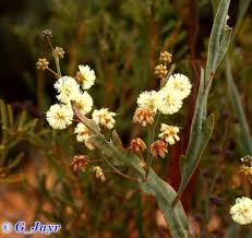 Image result for Acacia alata