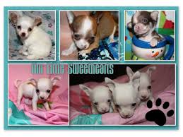 The apple head feature is a distinguishing physical characteristic that is expected of the breed. Chihuahua S Unlimited Home