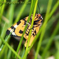 Image result for Vangueria proschii