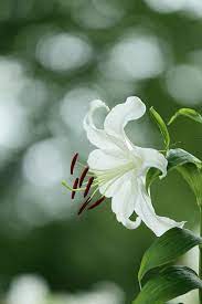 Pin By Ecog Boutique On Bewitchingbokeh White Lily Flower White Lilies Flowers Photography