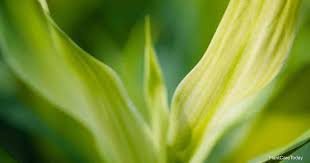 Wash the stem in mild dish washing soap. 5 Reasons For Lucky Bamboo Leaves Turning Yellow