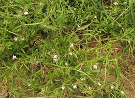 Image result for Lobelia anceps