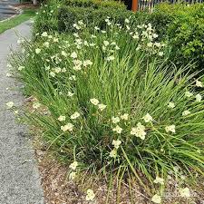 Image result for Dietes