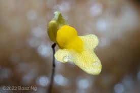 Image result for Utricularia subulata