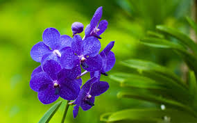 We did not find results for: Flowers Wallpapers Desktop Backgrounds Full Screen Wallpaper Cave
