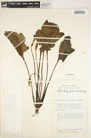 Image result for Plantago palmata