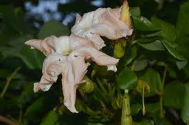 Image result for Dolichandrone alba