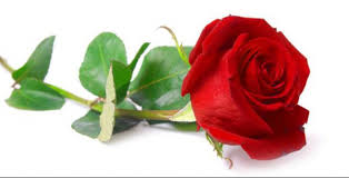 Bunga ros merah is a member of vimeo, the home for high quality videos and the people who love them. Bunga Mawar Merah Png Free Png Images Vector Psd Clipart Templates