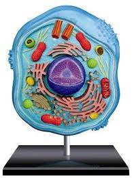 4d science™ plant cell model. N John Hansen 4d Master Science Animal Cell Anatomy Model 26pc Animal Cell Animal Cells Model Animal Cell Anatomy